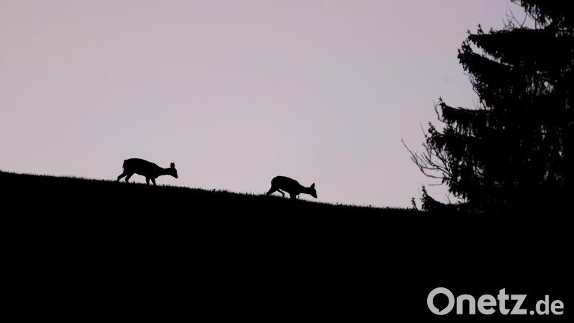 In einem Waldstück bei Wenzenbach wurde ein enthauptetes Reh entdeckt. Die Polizei sucht nach Hinweisen. Symbolbild: Karl-Josef Hildenbrand/dpa