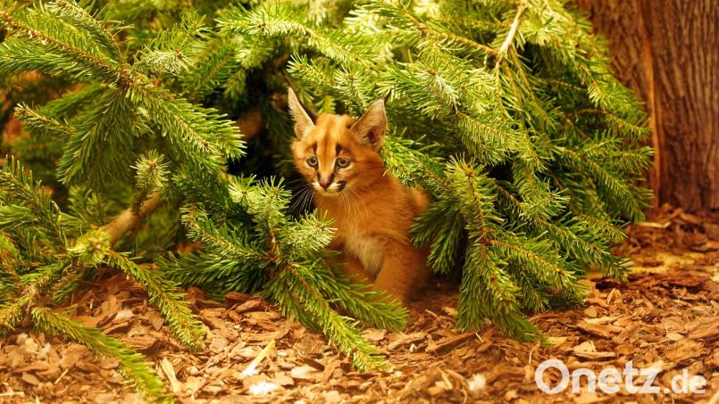 Das Karakal-Jungtier Karlos kam im November zur Welt. (Handout) Bild: -/ Zoo Dresden/dpa