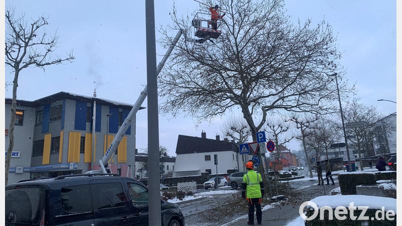 Mit zwei Hebebühnen arbeiten die Männer in den Kronen der Platanen in der Marienstraße. Bild: roa