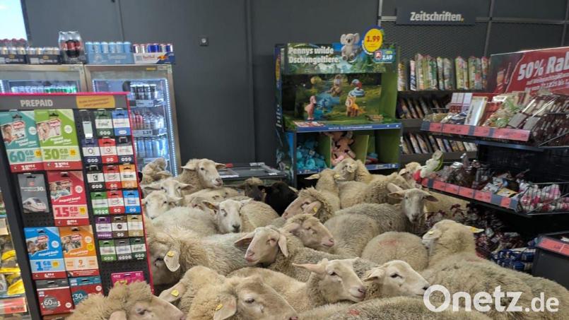 Rund 50 Schafe statteten einem Supermarkt einen Besuch ab - der macht daraus Werbung. (Handout) Bild: -/REWE Group/dpa
