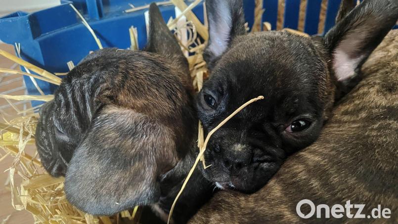 Tierschützer gehen von einer hohen Dunkelziffer beim illegalen Handel mit Welpen aus. (Symbolbild) Bild: Paul Zinken/dpa