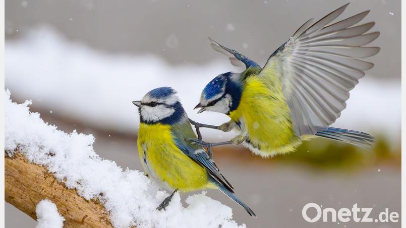 Gerade wenn es kalt ist, kann an den Futterstellen viel los sein. (Symbolbild) Bild: Patrick Pleul/dpa