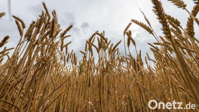 Bayerns Landwirtschaftsministerin Kaniber will keine Abhängigkeit bei Grundnahrungsmitteln. (Symbolbild) Bild: Silas Stein/dpa