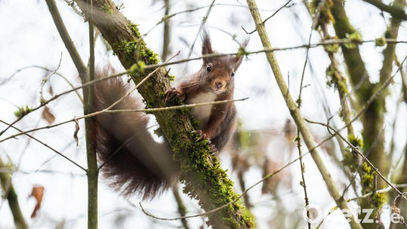 Eichhörnchen kommen im Winter oft nicht an ihre Vorräte heran. (Archivbild) Bild: Silas Stein/dpa