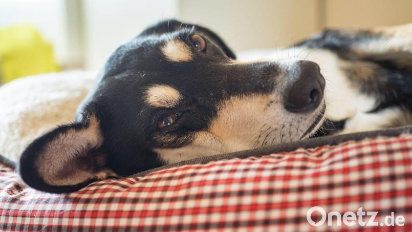 Die Mehrheit der Haustiere schläft laut Umfrage in einem eigenen Körbchen. (Archivbild) Bild: picture alliance / Nicolas Armer/dpa