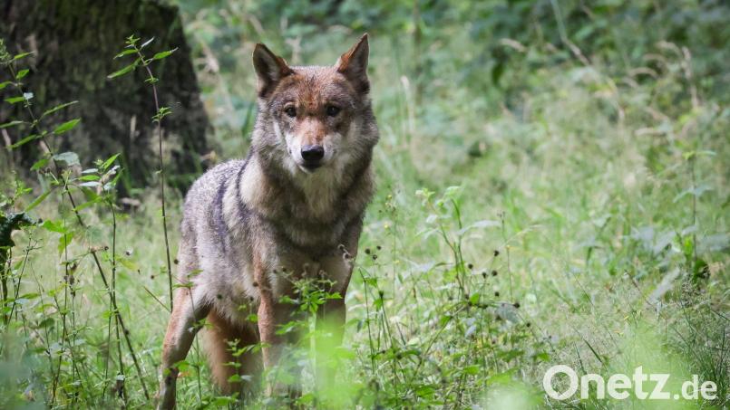 Ein im Dezember 2025 bei einem Wildunfall im Landkreis Neustadt/WN getötetes Tier wurde als ein Wolf identifiziert. Symbolbild: Christian Charisius/dpa