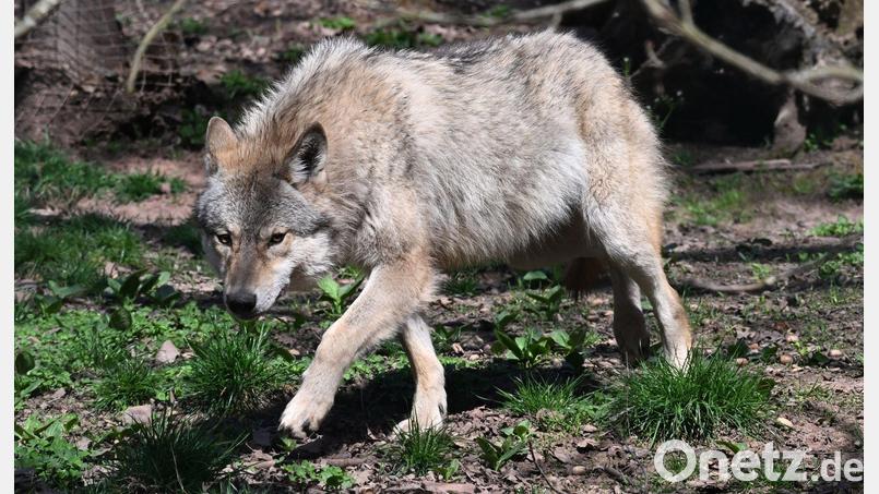 Der Wolf ist zurück in Deutschland - was längst nicht jeden freut. (Archivbild) Bild: Bernd Weißbrod/dpa