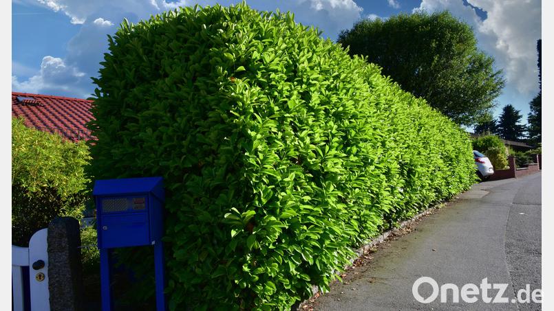 Der Kirschlorbeer gilt als pflegeleichte und immergrüne Pflanze für Hecken. Doch näher betrachtet, tut er kaum etwas für unser Ökosystem. Symbolbild: Hermann – stock.adobe.com