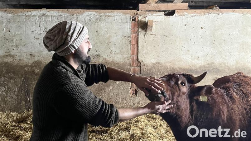 Wenn Michael Schultes in den Stall geht, kommt Bulle Merlin direkt angelaufen. Merlin ist ein Findelkind und wurde mit der Flasche großgezogen. Bild: Paulina Schmidt