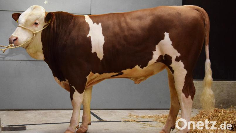 Kat.2: Ein „STEYR“- Sohn vom Betrieb Pilz, Oberwahrberg, ging an die Besamungsverein Neustadt Bild: Steiner/RZO