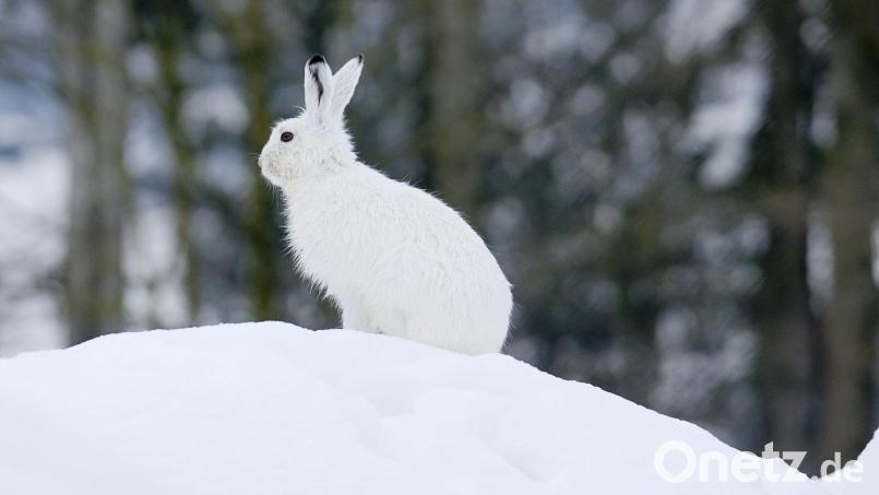 Der Klimawandel macht dem Schneehasen zu schaffen. Bild: Stefan Huwiler/Imagebroker.com/dpa