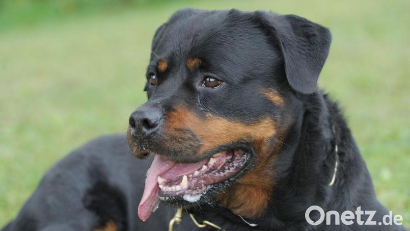 Nach dem Angriff auf den Kinderwagen entfernte sich der Hundebesitzer vo Ort des Geschehens. (Symbolbild) Bild: Franziska Kraufmann/dpa