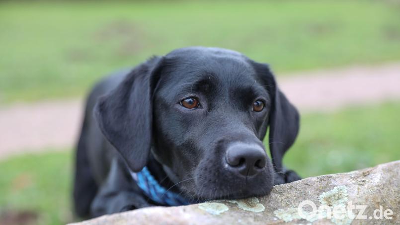 Fünf junge, unterernährte Labradore wurden Anfang des Jahres von einem Hof gerettet. Inzwischen sind sie in einem guten Zustand. Symbolbild: Krischi Meier