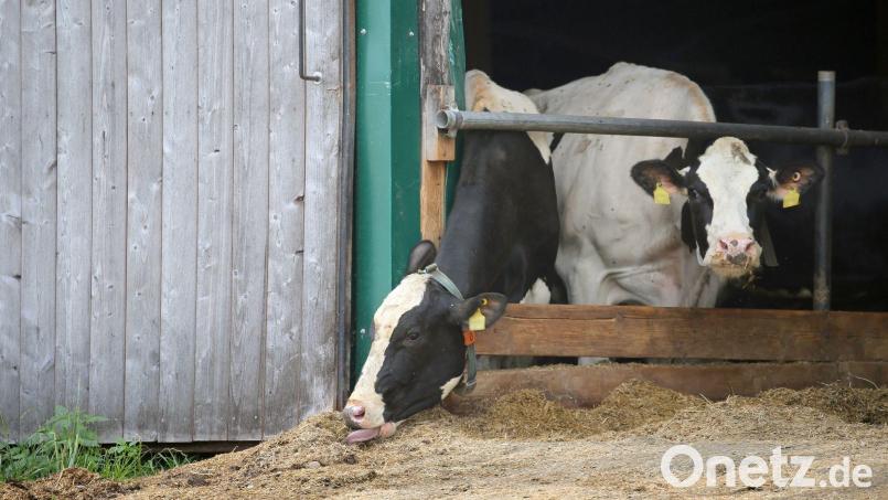 Erneut stehen Landwirte im Allgäuer Tierschutzskandal vor dem Landgericht Memmingen. (Archivbild) Bild: Karl-Josef Hildenbrand/dpa