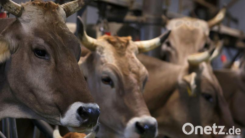 Fast alle Kühe sind den Angaben zufolge wieder wohlbehalten in ihrem Hof angekommen. (Symbolbild) Bild: Karl-Josef Hildenbrand/dpa