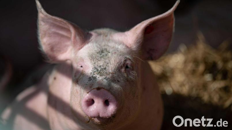 Zwei "borstige Ausreißer" marschierten durch Auerbach, bekamen in einer Garage Unterschlupf angeboten und hielten Passanten und Polizei auf Trab. Mittlerweile sind sie wohlbehalten ihrem Besitzer übergeben worden. Symbolbild: Marijan Murat/dpa