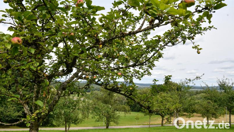 Wie wichtig ihnen Streuobstwiesen sind, zeigten fünf Vereine aus Neustadt/WN bei einem Wettbewerb. Symbolbild: Petra Hartl