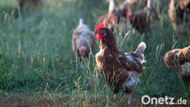In einem Geflügelbetrieb im Gemeindebereich Furth im Wald ist die Vogelgrippe nachgewiesen worden. Symbolbild: Sebastian Gollnow/dpa