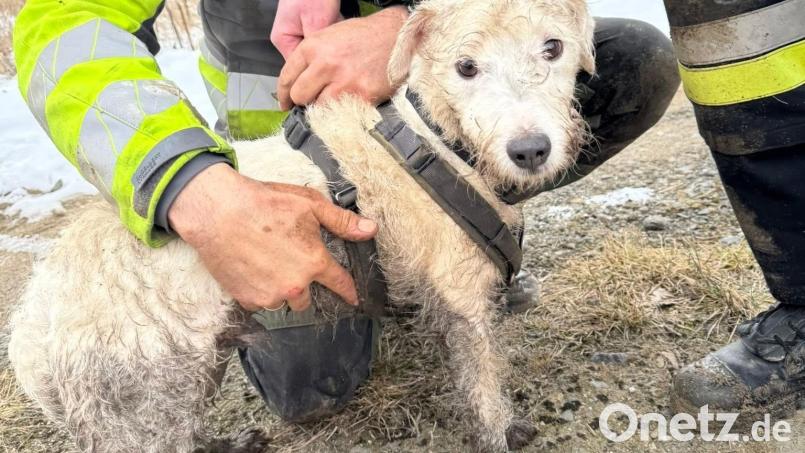 Drei Stunden lang steckte Terrier Emil der Familie Schübel bei Eiseskälte in einem Wasserrohr fest. Nach der Rettung gab es für das völlig verschmutzte Tier eine warme Dusche und ein "Super-Leckerli". Bild: Holger Schübel/exb