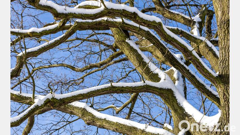 In Nürnberg ist eine Frau von einem Ast tödlich getroffen worden. Unklar war noch, ob dieser wegen des Schneefalls abbrach. (Symbolbild) Bild: Frank Hammerschmidt/dpa