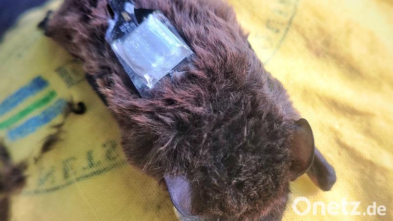 Der Kleinabendsegler ist eine stark gefährdete Fledermausart. (Archivbild) Bild: Carolin Scholz/Leibniz-IZW/dpa