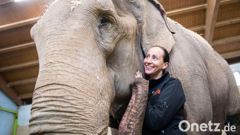 Jana-Mandana Lacey-Krone, Direktorin des Circus Krone, streichelt im Elefantenhaus auf dem Gelände des Circus Krone die indische Elefantenkuh Bara. (Archivbild) Bild: Matthias Balk/dpa