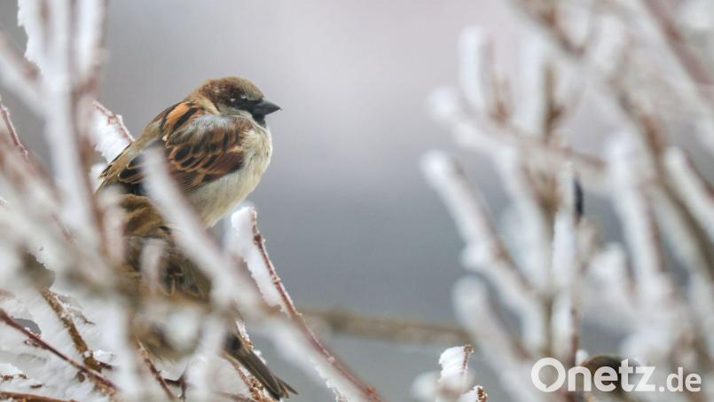 Trotz eines Rückgangs führt der Haussperling die Rangliste weiter an. Bild: Thomas Warnack/dpa