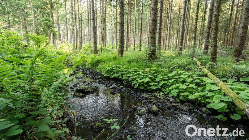 Nicht immer ist mit bloßem Auge erkennbar, in welchem Zustand ein Bach sich befindet. Ein großes Problem sind nach wie vor Pestizide aus der Landwirtschaft. (Illustration) Bild: Silas Stein/dpa