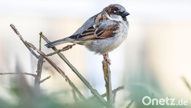 Der Haussperling, der vor allem als Spatz bekannt ist, wurde bei der „Stunde der Wintervögel“ im Januar 2026 am häufigsten gezählt. (Symbolbild) Bild: Kira Hofmann/dpa-Zentralbild/dpa