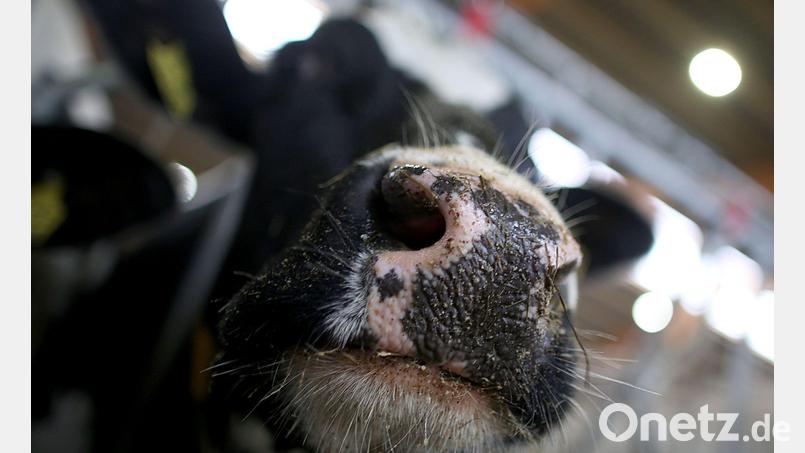 Erstmals sind in Europa bei einer Kuh Antikörper gegen die Vogelgrippe festgestellt worden. (Symbolbild) Bild: Oliver Berg/dpa