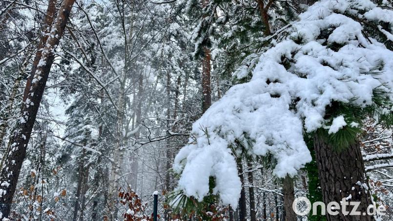 Der Schnee liegt schwer auf den Ästen und drückt sie hinunter. Bild: Gabi Schönberger
