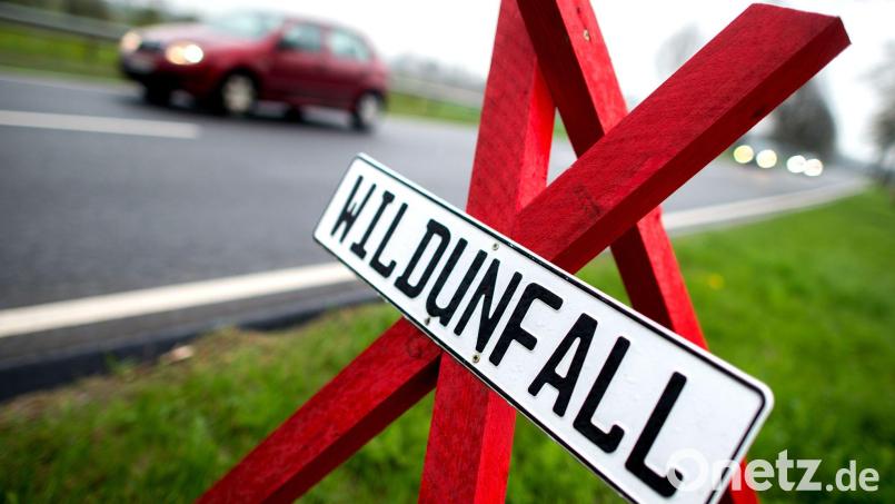 In Schwandorf kam es zu mehreren Wildunfällen, bei denen Tiere getötet wurden. Symbolbild: Hauke-Christian Dittrich/dpa