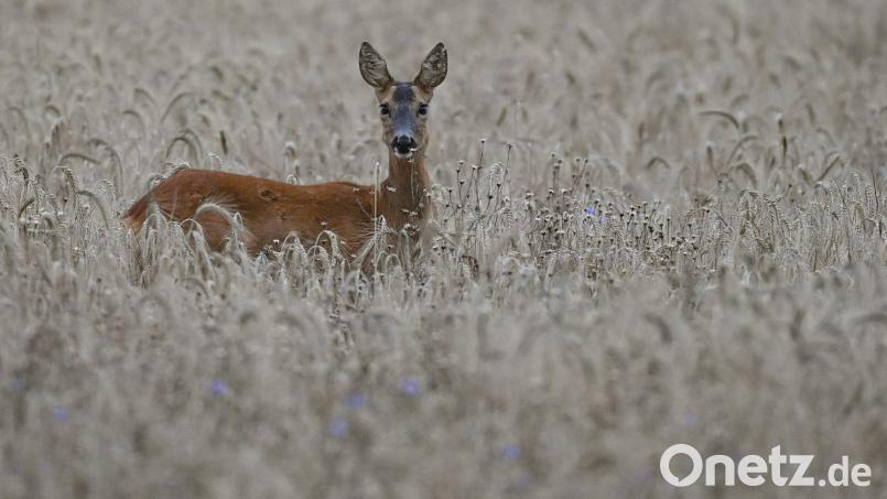 Eine Spaziergängerin findet in Regensburg einen abgetrennten Rehkopf. Symbolbild: Patrick Pleul/dpa