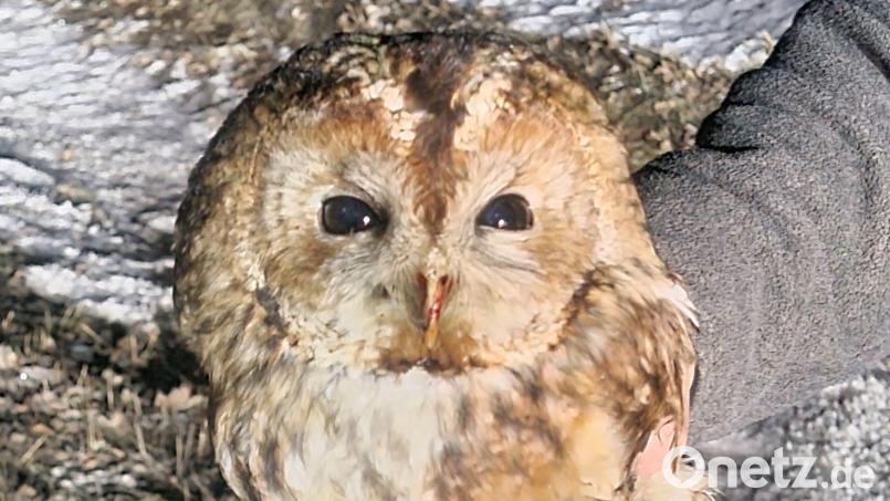 Polizisten haben einen verletzten Waldkauz auf der Staatsstraße 2175 bei Konnersreuth gerettet. Das Tier befindet sich derzeit in Obhut und wird versorgt. Bild: Polizeiinspektion Waldsassen