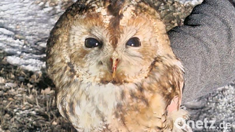 Polizisten holten das Tier bei winterlichen Temperaturen von einer Staatsstraße. Bild: -/Polizeiinspektion Waldsassen/dpa