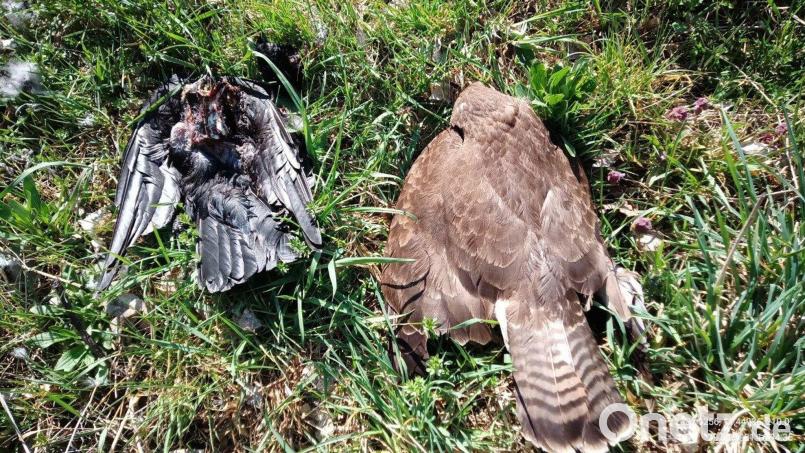 Zwei tote Vögel im oberbayerischen Landkreis Pfaffenhofen - auch sie könnten vergiftet worden sein. (Archivbild) Bild: -/Landratsamt Pfaffenhofen an der Ilm/dpa