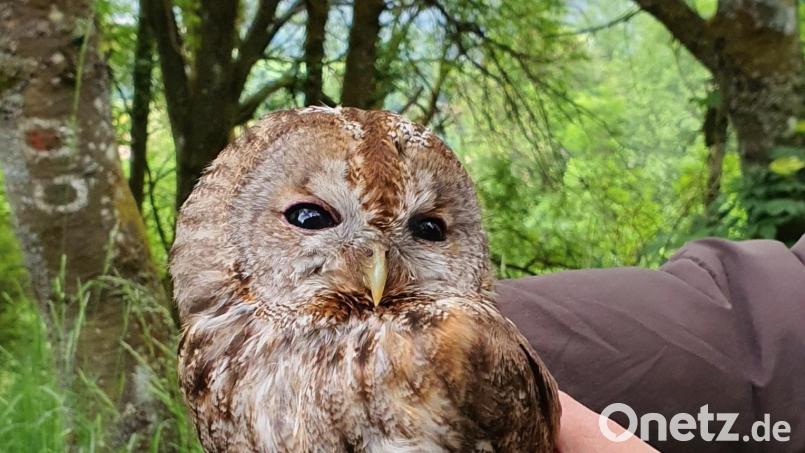 Dieser Waldkauz hatte sich im Netz eines Entengatters verfangen. Bild: VLAB/exb