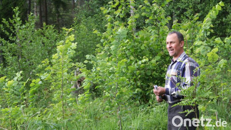 Betreut wird das Projekt vom Revierleiter des Augsburger Waldes bei Fuchsmühl, Eckhard Deutschländer (Bild). Bild: wro