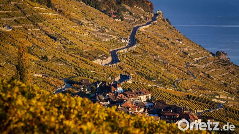 Der Kanton Waadt ist durch Weinanbau geprägt. (Archivbild) Bild: Jean-Christophe Bott/KEYSTONE/dpa