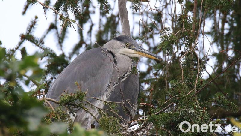 Eines von drei Graureiher-Pärchen auf Bäumen am ehemaligen Festplatz.. Bild: gz