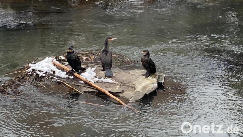 Drei Kormorane sitzen mitten in Amberg auf einem Stein in der Vils. In der Stadt sind sie sehr selten einmal zu sehen, im Landkreis werden sie mittlerweile zum Problem. Bild: Andreas Ascherl