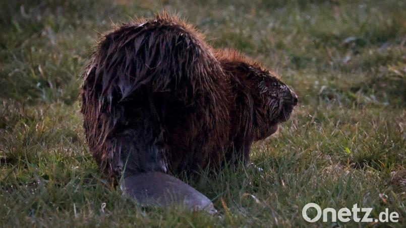 Der Unbekannte schlug vergangene Woche zu. (Symbolbild) Bild: Karl-Josef Hildenbrand/dpa