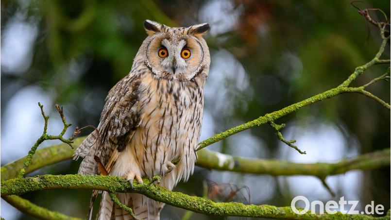 Bei einer geschlossenen Schneedecke kommen viele Mäusejäger wie Eulen kaum noch an Beute. (Symbolbild) Bild: Patrick Pleul/dpa