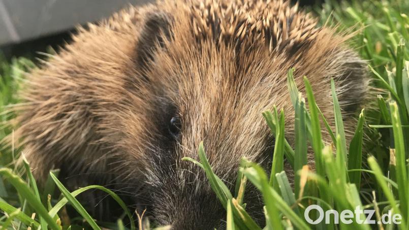 Viele Igel werden von Mährobotern nicht als Hindernis erkannt und verletzt oder getötet. Symbolbild: Martina Gehret