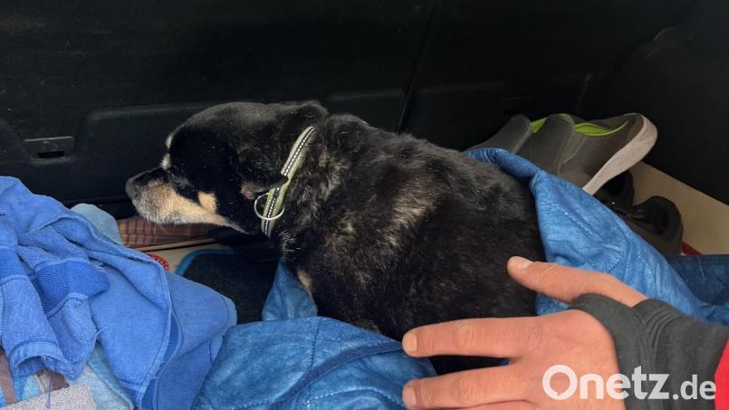 Nass, durchfroren, aber am Leben: Der Hund nach der Rettung aus der eiskalten Naab. Bild: wüw