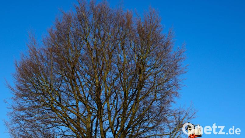 Achtung: Auf der Kräuterwiese und dem Landesgartenschaugelände in Amberg kommt es zu Baumpflegemaßnahmen. Symbolbild: Christian Charisius/dpa