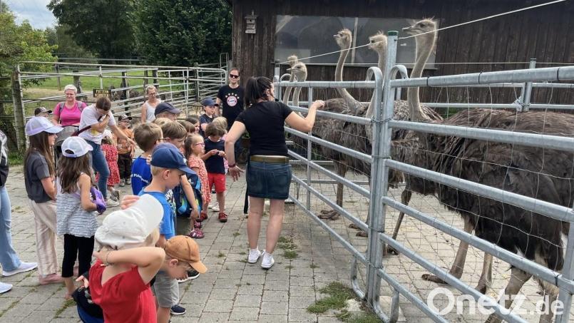 Der Besuch der Straußenfarm in Kotzenbach ist auch in diesem Jahr ein Highlight im Püchersreuther Ferienprogramm. Bild: Simon Schönberger