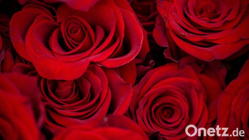 Rosen zählen zu den beliebtesten Valentinstagsgeschenken. Bild: Pia Bayer/dpa