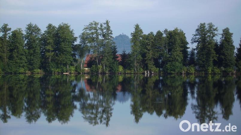 Wie soll es mit dem schönen Baumbestand auf dem westlichen Heindlweiherdamm weitergehen? Trotz gewisser Bedenken der Fachleute sehen die Gemeindeverantwortlichen eine Chance, zumindest einen Teil der Bäume zu retten. Bild: Bernhard Piegsa