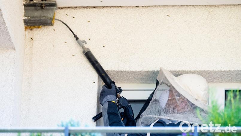 Wespennester am Haus sind nervig und dürfen nur von Profis entfernt werden. Verbraucherschützer warnen aber vor unseriösen Schädlingsbekämpfern. Symbolbild: Julian Stratenschulte/dpa